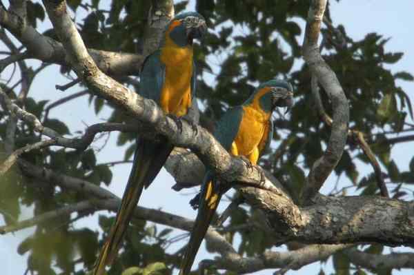 世界上最稀有的几种野生鹦鹉 世界上最稀有的几种野生鹦鹉