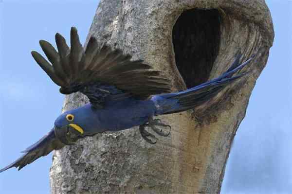 世界上最稀有的几种野生鹦鹉 世界上最稀有的几种野生鹦鹉