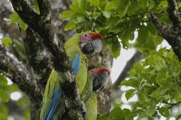 世界上最稀有的几种野生鹦鹉 世界上最稀有的几种野生鹦鹉