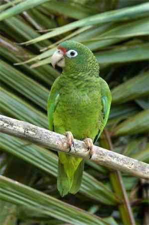 世界上最稀有的几种野生鹦鹉