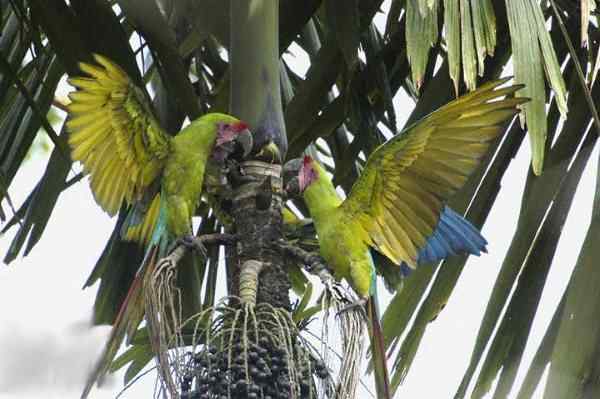 世界上最稀有的几种野生鹦鹉 世界上最稀有的几种野生鹦鹉