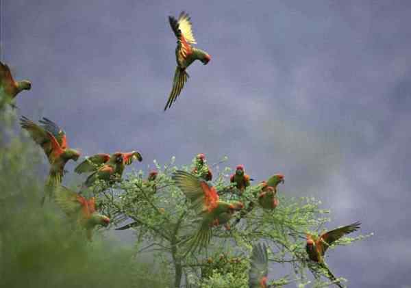 世界上最稀有的几种野生鹦鹉 世界上最稀有的几种野生鹦鹉