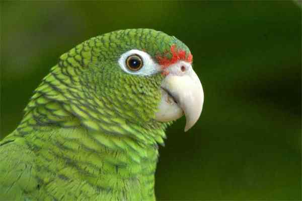 世界上最稀有的几种野生鹦鹉 世界上最稀有的几种野生鹦鹉