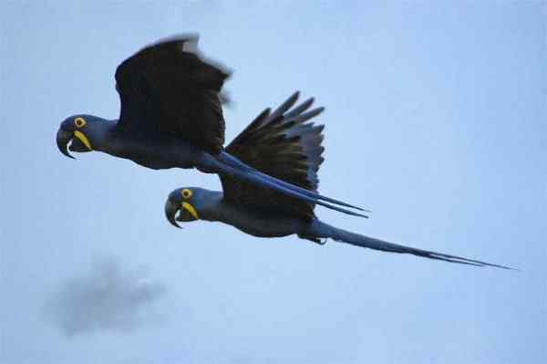 世界上最稀有的几种野生鹦鹉 世界上最稀有的几种野生鹦鹉