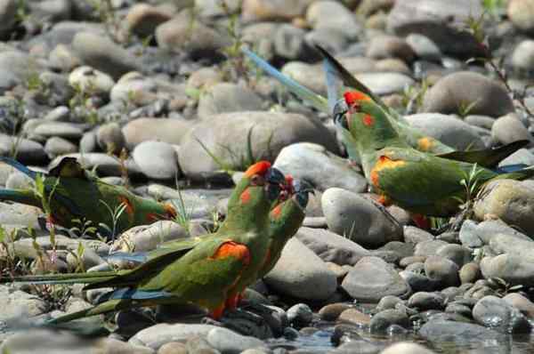 世界上最稀有的几种野生鹦鹉 世界上最稀有的几种野生鹦鹉