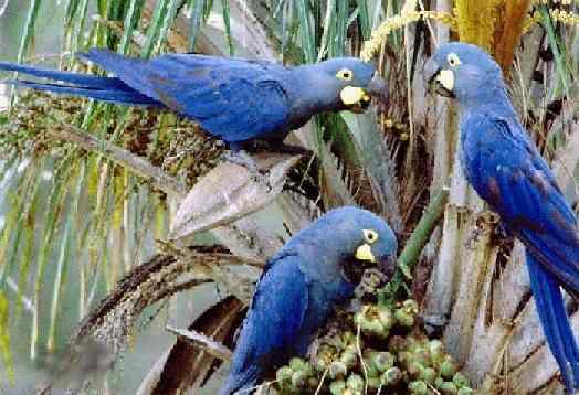 世界上最稀有的几种野生鹦鹉 世界上最稀有的几种野生鹦鹉
