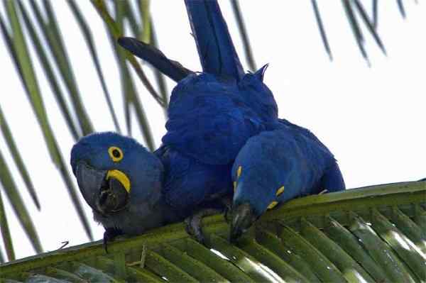 世界上最稀有的几种野生鹦鹉 世界上最稀有的几种野生鹦鹉