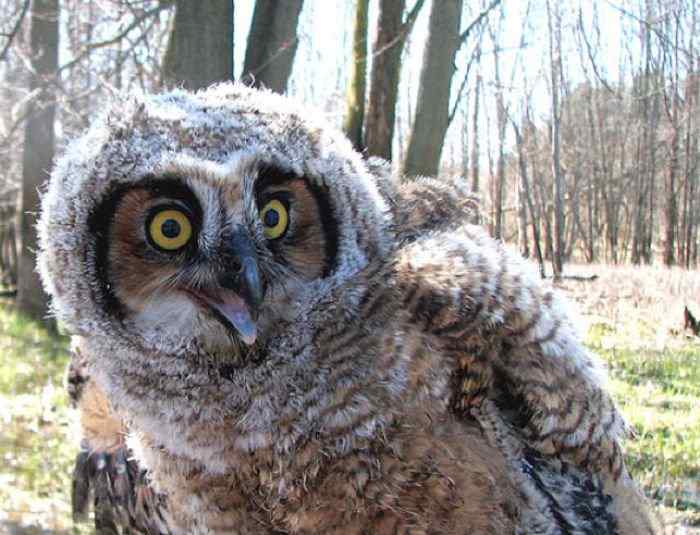 超级喜感的猫头鹰(20p)