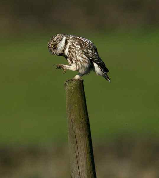 超级喜感的猫头鹰(20p)