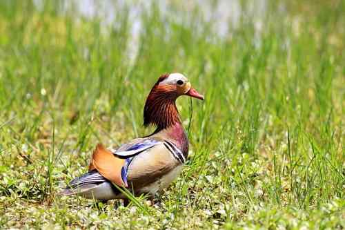 只羡鸳鸯不羡仙——鸳鸯