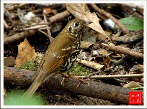 很少见的宝兴歌鸫现身武汉