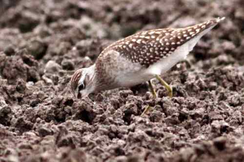武汉观鸟——林鹬