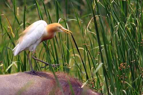 武惠堤的牛背鹭 武惠堤的牛背鹭