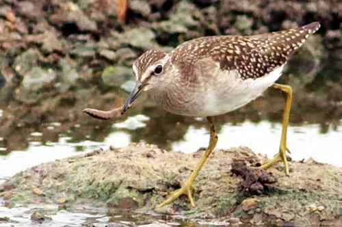 武汉观鸟——林鹬