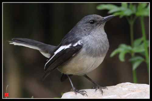 鹊鸲蹦蹦跳 武汉东湖观鸟