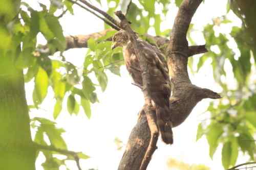 和凤头鹰的一次心灵感应