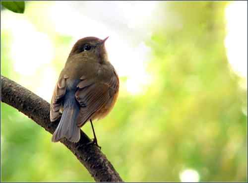后花园的红胁蓝尾鸲