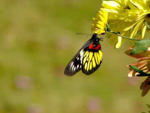 漂亮的蝴蝶 漂亮的蝴蝶