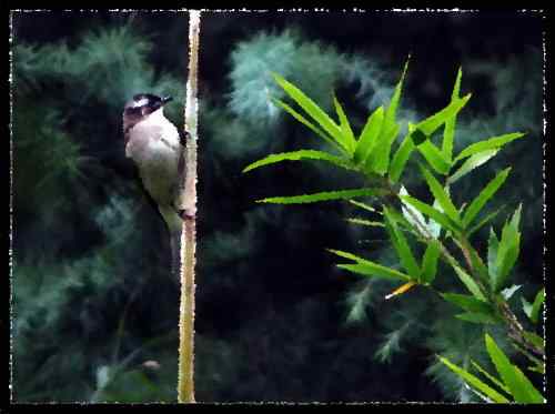 白头富贵 白头翁