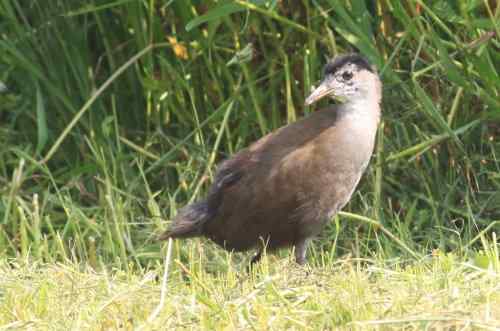 红脚苦恶鸟：感谢新疆鸟类摄影师穗穗红！
