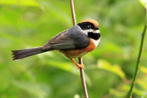 拍不够的红头鸦雀