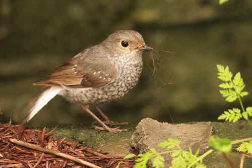 家乡的鸟——红尾水鸲