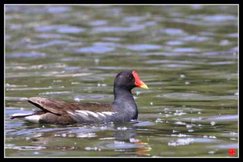 会游泳的黑水鸡 武汉