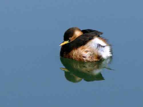 小鸊鷉: 我不是野鸭子 小鸊鷉: 我不是野鸭子