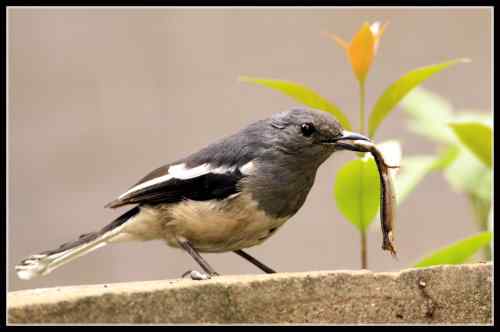 鹊鸲起篓子 武汉