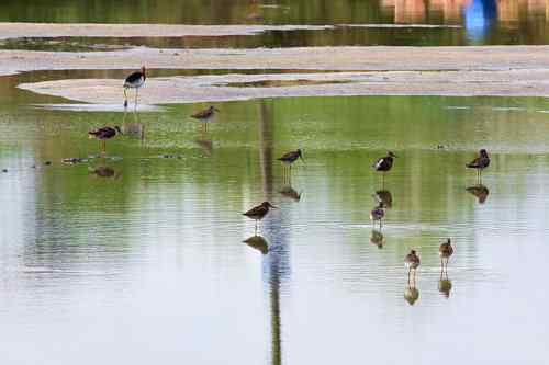 湖北湿地的红脚鹬 就一只