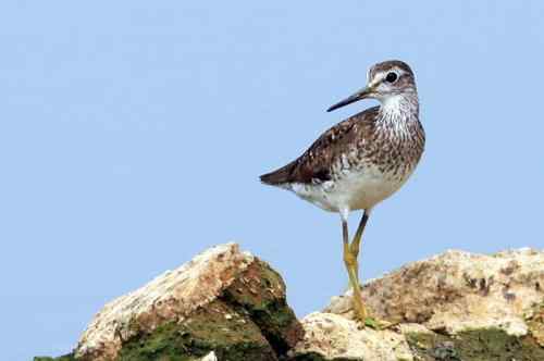 武汉观鸟——林鹬