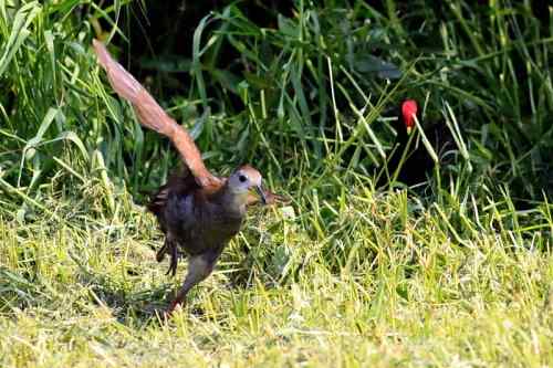 红脚苦恶鸟:感谢新疆鸟类摄影师穗穗红! 红脚苦恶鸟:感谢新疆鸟类摄影师穗穗红!