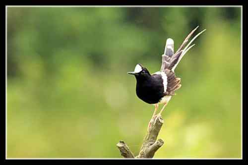 白冠燕尾 对水质要求高