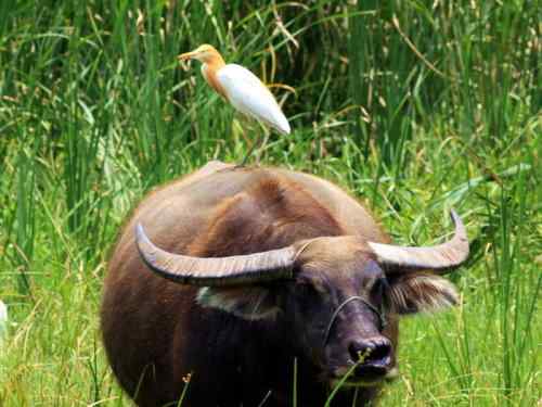 武惠堤的牛背鹭 武惠堤的牛背鹭