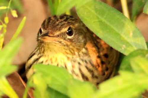 太阳下山前捡到的一只小鸟——矛斑蝗莺