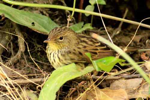 太阳下山前捡到的一只小鸟——矛斑蝗莺