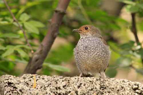 家乡的鸟——红尾水鸲