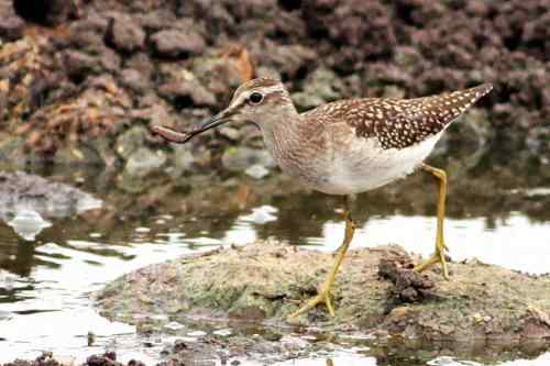 武汉观鸟——林鹬