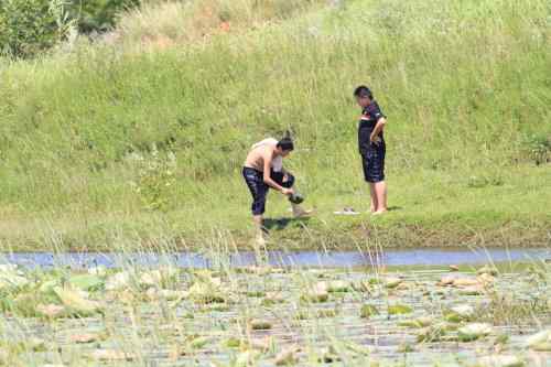 武汉杨桥湖风光 鸟类繁多