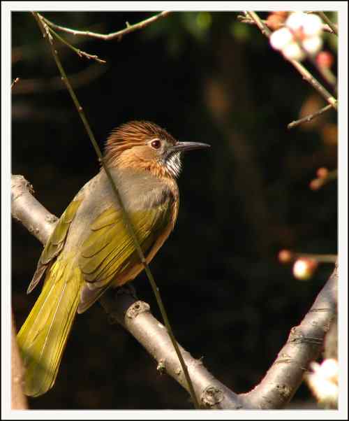 绿翅短脚鹎：不期而遇的幸运