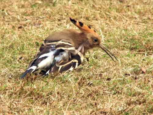 抓痒痒的戴胜 记得勤洗澡