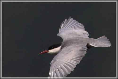 须浮鸥 东湖渔场
