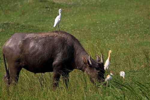 武惠堤的牛背鹭