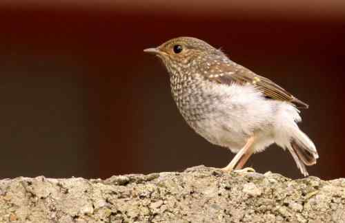 家乡的鸟——红尾水鸲