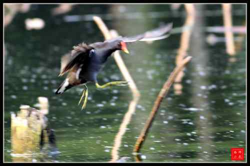 会游泳的黑水鸡 武汉