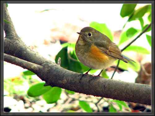 后花园的红胁蓝尾鸲 后花园的红胁蓝尾鸲