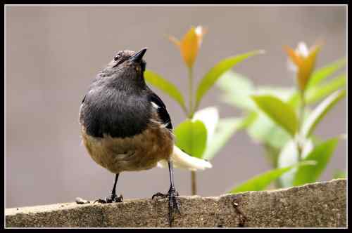 鹊鸲起篓子 武汉