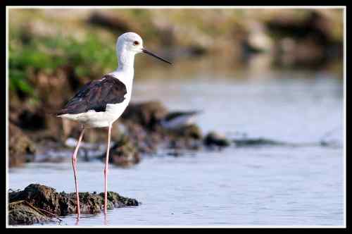 长腿娘子 黑翅长脚鹬 长腿娘子 黑翅长脚鹬