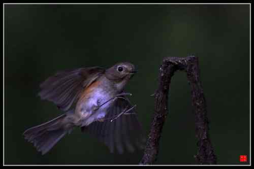 飞翔的红胁蓝尾鸲