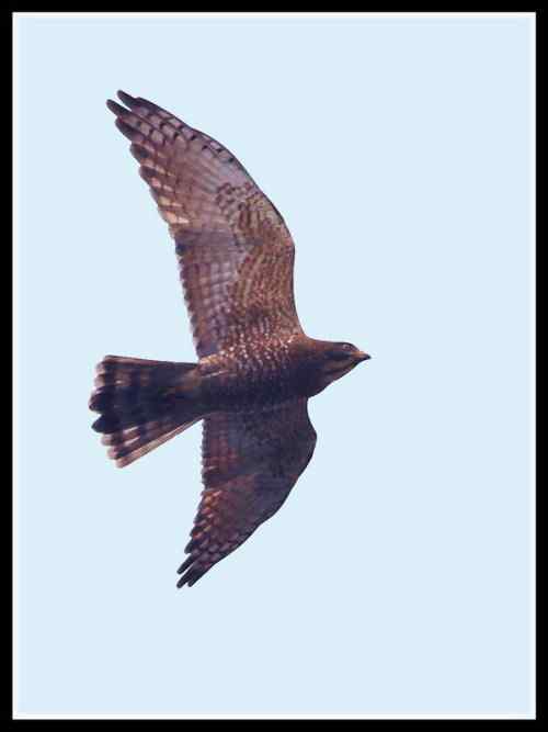 武汉阴天的灰脸鵟鹰